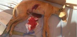 Más de 20 familias de toda España se interesan por adoptar a Naif, el perro que fue apuñalado y atado a un palo