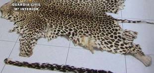 Intervienen abrigos y una alfombra de piel de felinos en extinción en Málaga