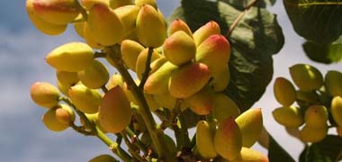 El pistacho alcanzará las 250 hectáreas en la provincia con una nueva plantación prevista en febrero
