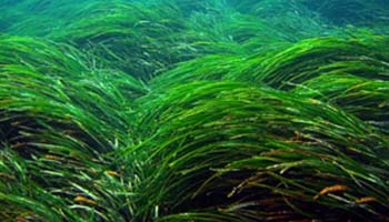 Siembran 183 plantas de posidonia oceánica en zonas del Mediterráneo para facilitar su recuperación
