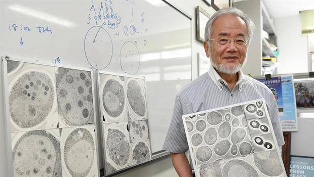 Yoshinori Ohsumi ganó el Nobel de Medicina por descubrir mecanismo de autofagia celular