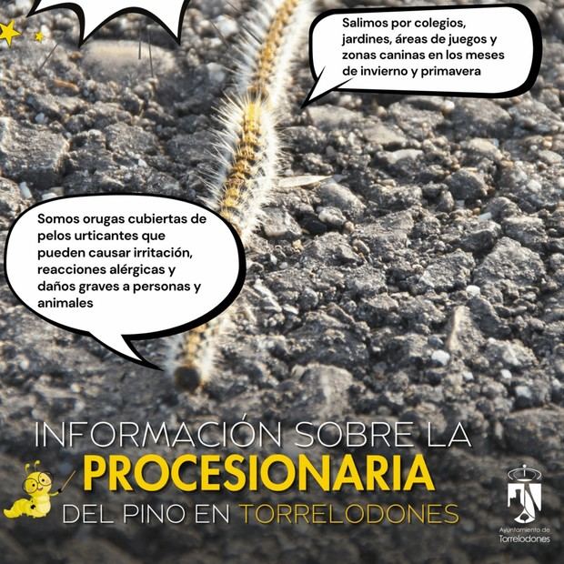 Torrelodones ofrece consejos para combatir la procesionaria del pino