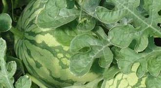 La Junta inicia este viernes las inspecciones de la campaña 'No cortes en verde' para sandía y melón