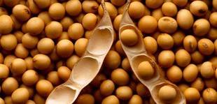 Alimentos de soja protegerían de osteoporosis a mujeres en menopausia