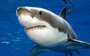Muere tiburón en un accidente de tránsito en Florida