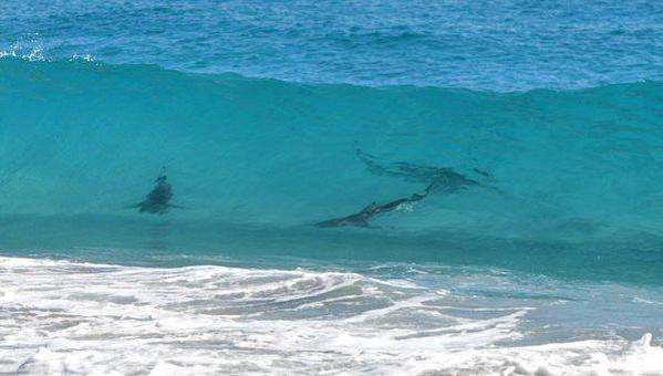 Dos heridos por ataques de tiburones en Hawai