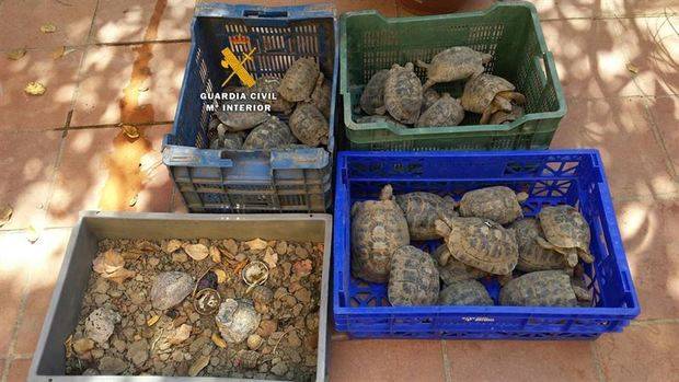 Recuperan 40 ejemplares de tortuga abandonados en una calle de Málaga