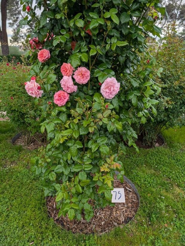 Rosal trepador italiano gana el primer premio en el concurso de rosas de Madrid