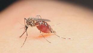 OMS informó que contagio del zika por vía sexual ya era conocido