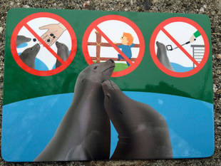 Zoo de Viena prohíbe el paloselfi en los recintos de focas y pingüinos